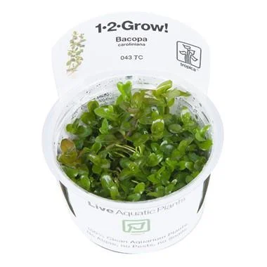 1-2-Grow! Bacopa caroliniana