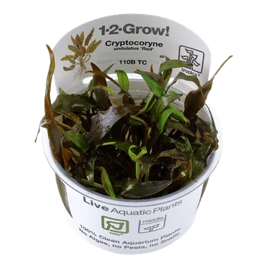 1-2-Grow! Cryptocoryne undulata 'Broad Leaf'