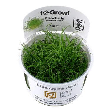 1-2-Grow! Eleocharis 'pusilla'