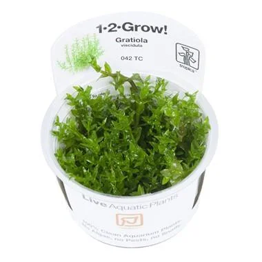 1-2-Grow! Gratiola viscidula