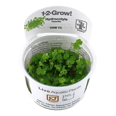 1-2-Grow! Hydrocotyle tripartita