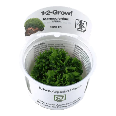 1-2-Grow! Monosolenium tenerum