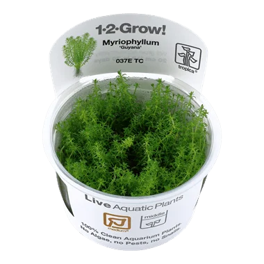 1-2-Grow! Myriophyllum guyana