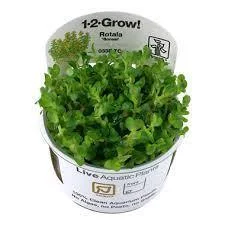 1-2-Grow! Rotala indica 'Bonsai'