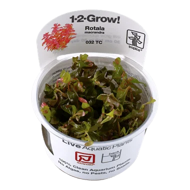 1-2-Grow! Rotala macrandra