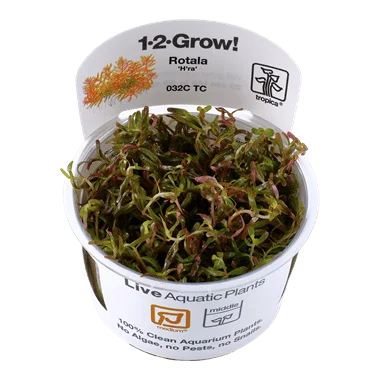 1-2-Grow! Rotala rotundifolia 'H'ra'