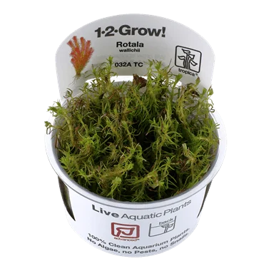 1-2-Grow! Rotala wallichii