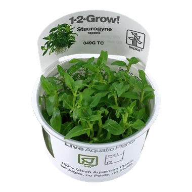 1-2-Grow! Staurogyne repens