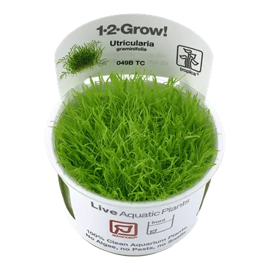 1-2-Grow! Utricularia graminifolia