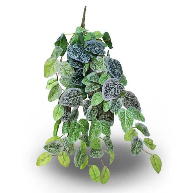 Pangea Hanging Bush - Fittonia 18in