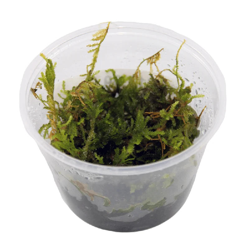 Pisces Christmas Moss - Cupped