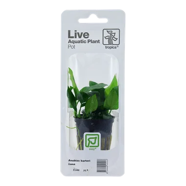 Tropica Blister Pack - Anubias barteri var. nana