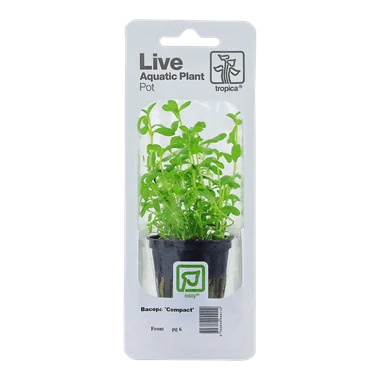 Tropica Blister Pack - Bacopa monnieri 'Compact'