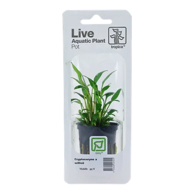 Tropica Blister Pack - Cryptocoryne x willisii