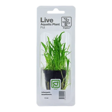 Tropica Blister Pack - Lilaeopsis brasiliensis