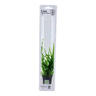 Tropica Blister Pack - Microsorum pteropus 'Narrow'