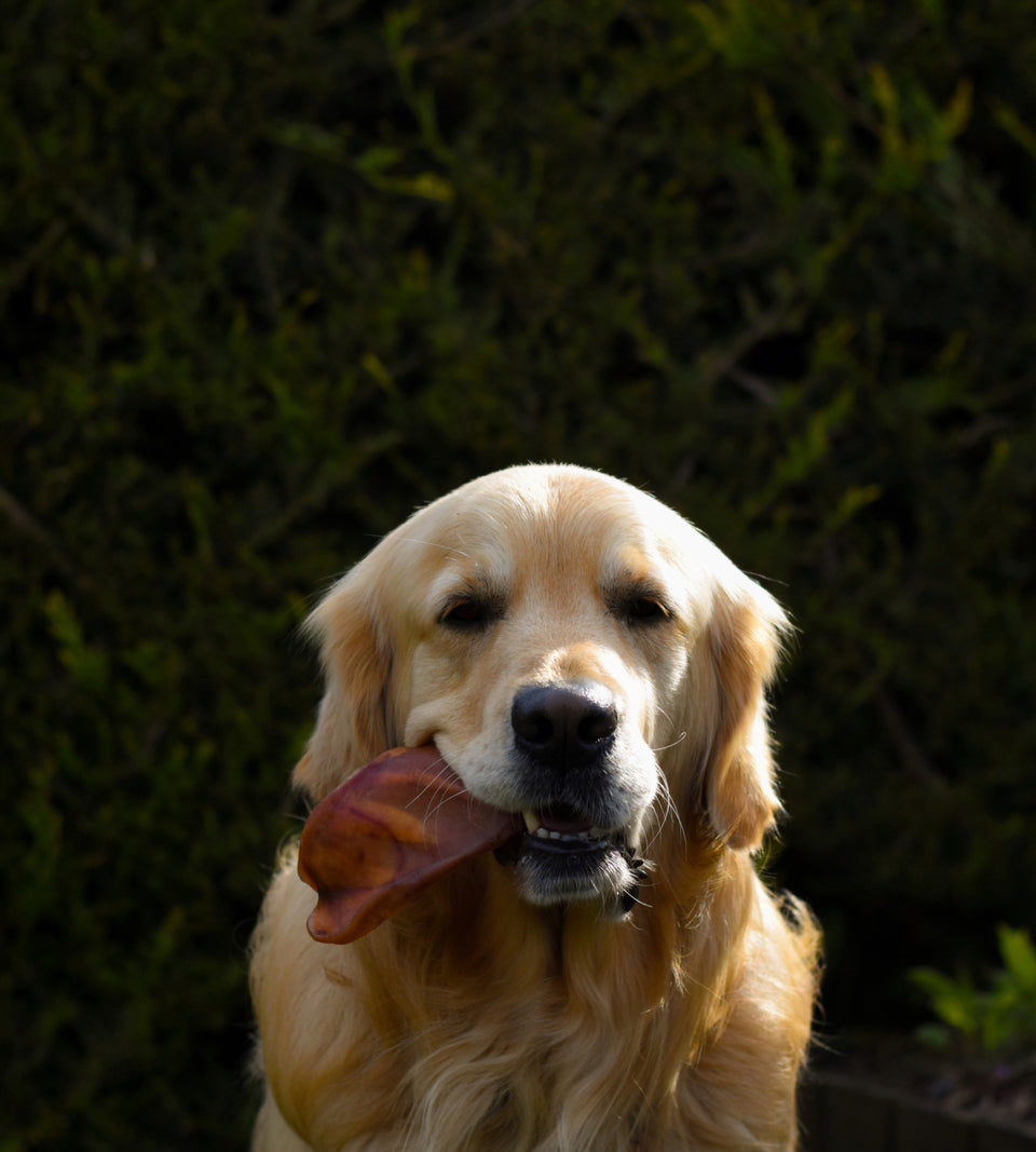 Anco Pigs Ear Dog Chew