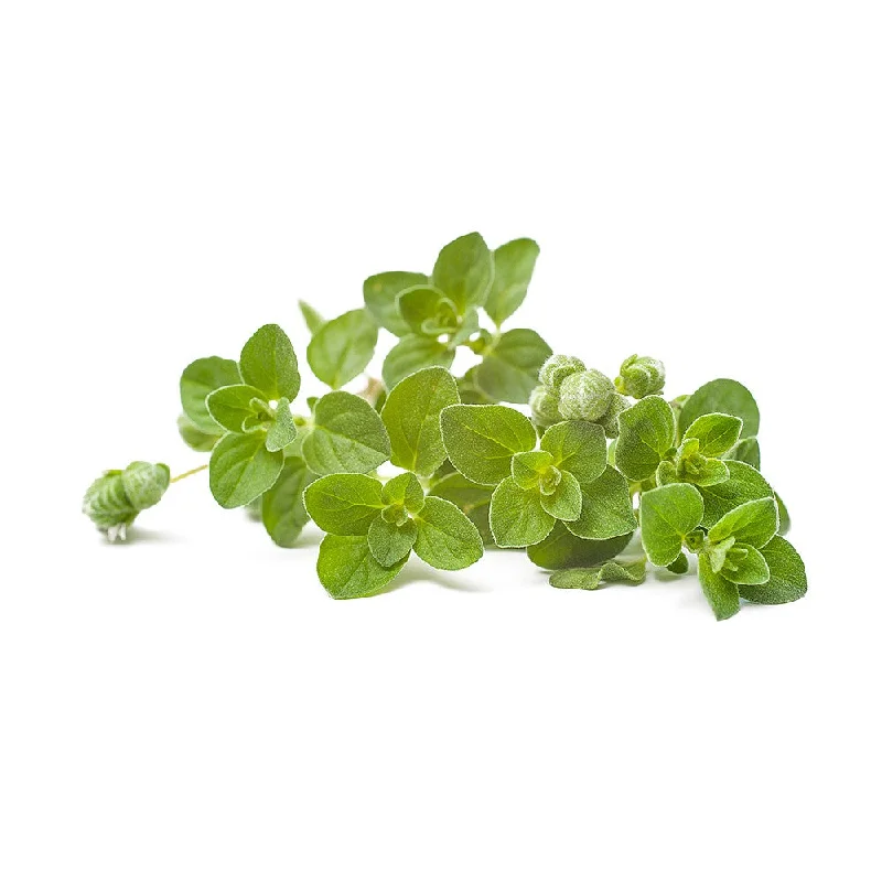 Fresh Oregano 20g